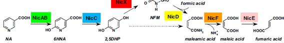 巴氏杆菌烟酸代谢机制
