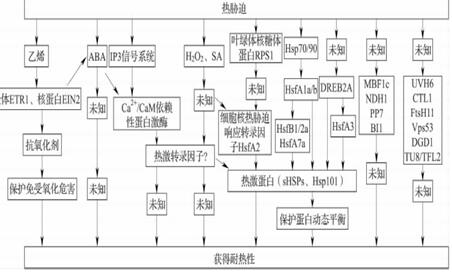 热胁迫信号转导途径