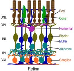 视网膜细胞组成结构图
