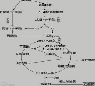 谷氨酸发酵过程